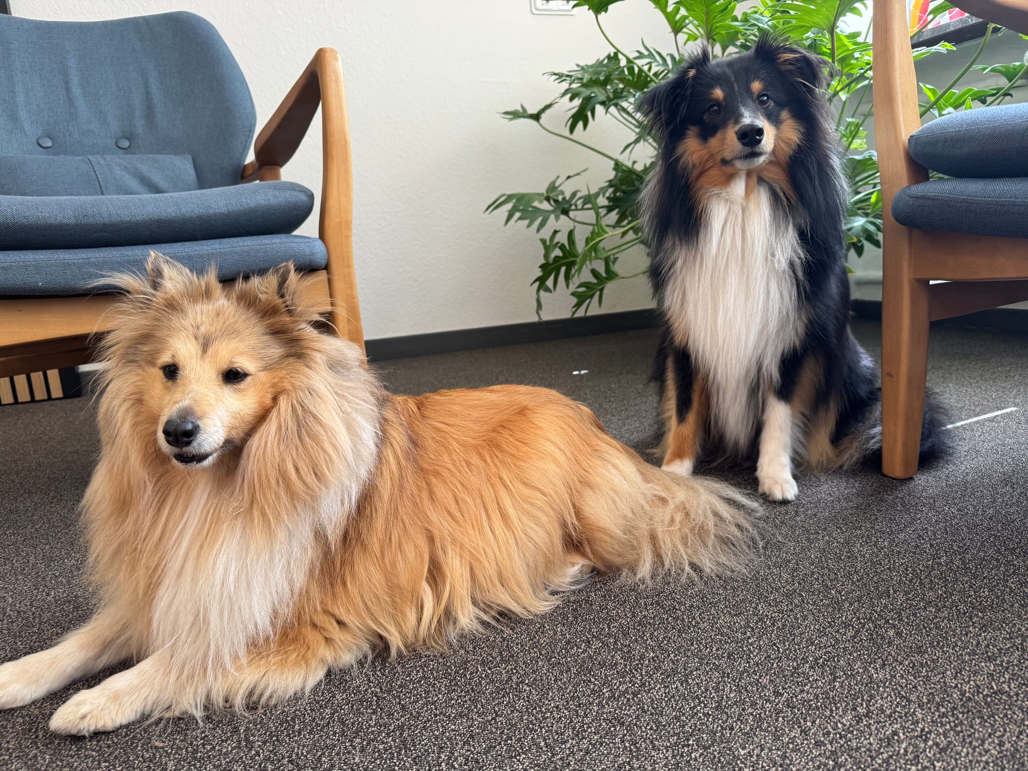Ein sablefarbener Sheltie liegt, ein tricolourfarbener Sheltie sitzt im Therapiezimmer.